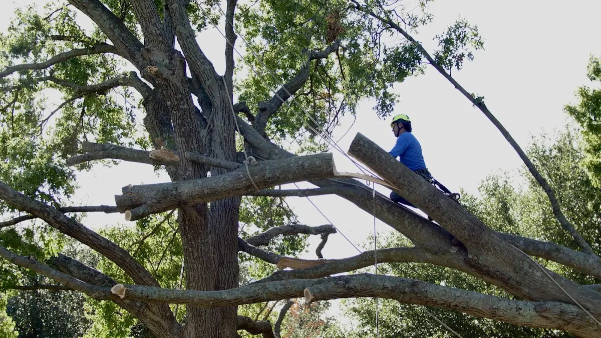 Professional Crown Thinning performed by certified arborists in Harmon