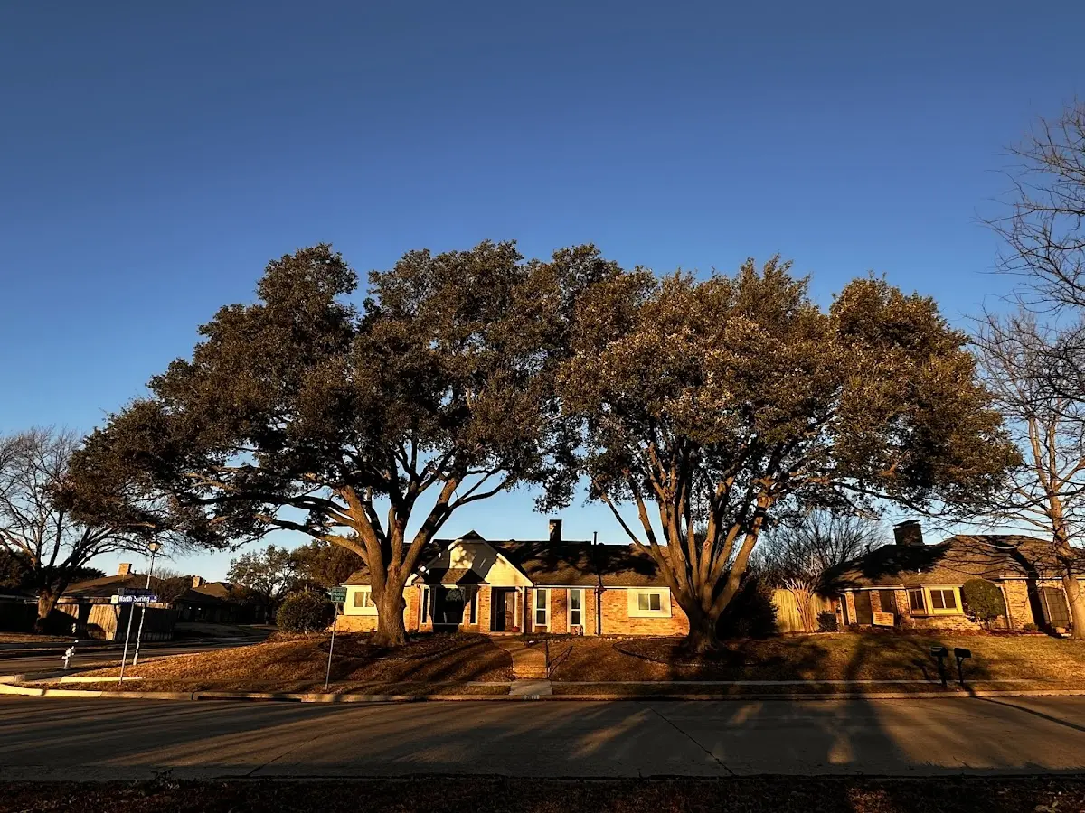Established residential canopy tree shading a home in Harmon